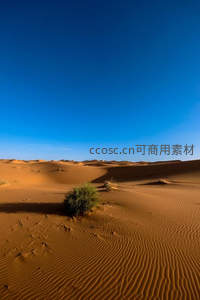 金色沙丘与孤植绿意的沙漠奇景