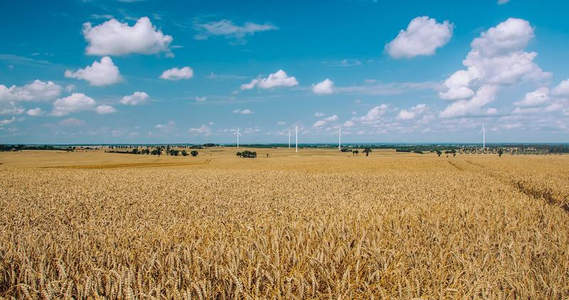 金色麦浪翻涌，风车点缀蓝天白云