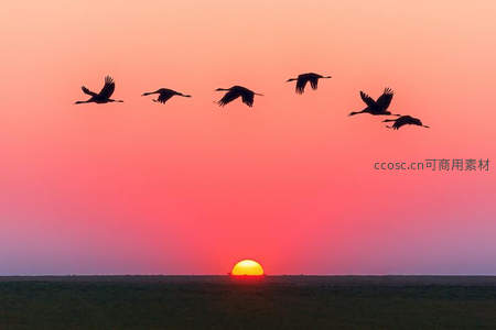 飞鸟剪影掠过绚烂晚霞