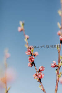 蓝天映衬下绽放的粉色花枝