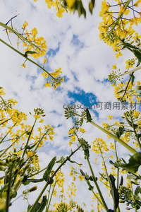 油菜花田仰拍视角下的蓝天
