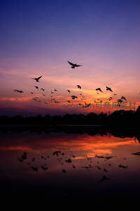 群鸟归巢剪影飞，湖面倒映霞满天