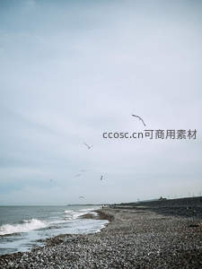 海鸥翱翔于灰蓝海岸线之上