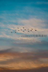 雁阵飞过晚霞云海，剪影如诗