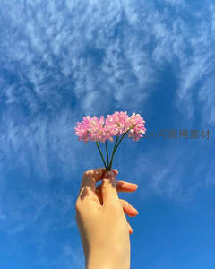 指尖轻托粉花束，仰望晴空如洗