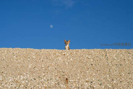 好奇小猫探头墙顶仰望蓝天