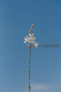 蓝天映衬下洁白花朵迎风绽放