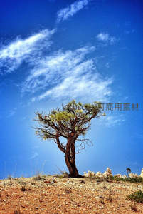 孤树傲立荒漠上，蓝天白云作背景