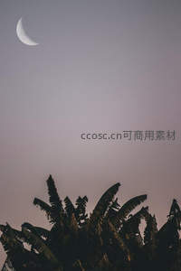 新月高悬蕉叶剪影