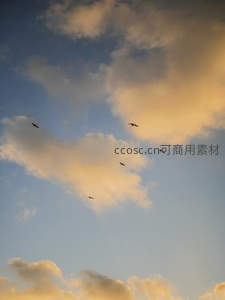 飞鸟掠过霞光云，自由翱翔天地间