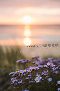 海边雏菊绽放，落日余晖温柔相伴