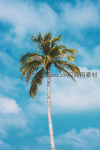 高耸椰树直指蓝天，热带风情尽显