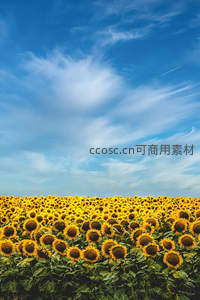 无垠向日葵花海与蔚蓝天空