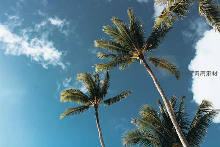 仰拍椰林直指蔚蓝晴空