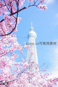 樱舞晴空，东京塔下春意盎然如画