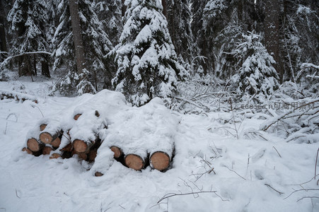 雪覆林间堆叠原木静谧如画