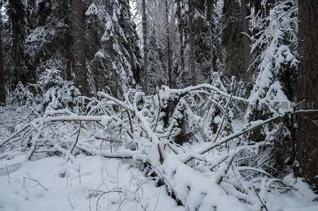 断枝覆雪显冬日野性之美