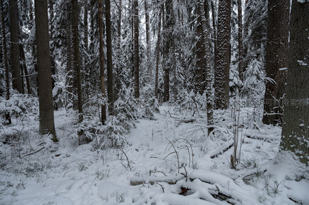 雪林深处树影婆娑静谧悠然