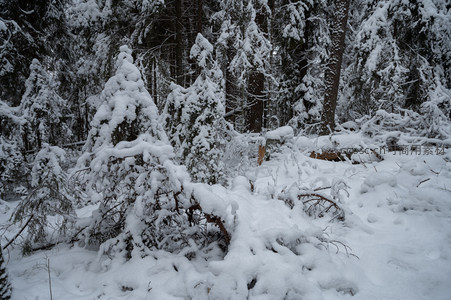 雪压松枝低垂如童话世界