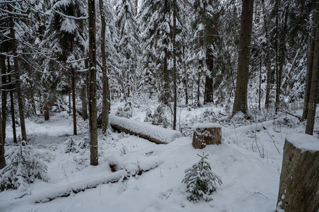 雪覆森林静谧景致