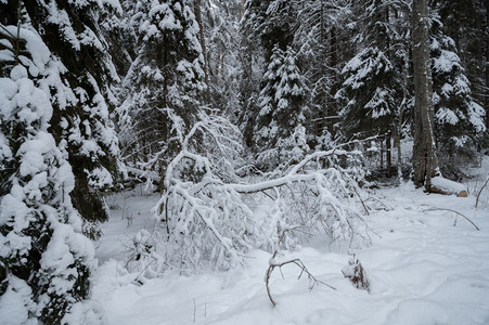 雪压枝头的森林角落