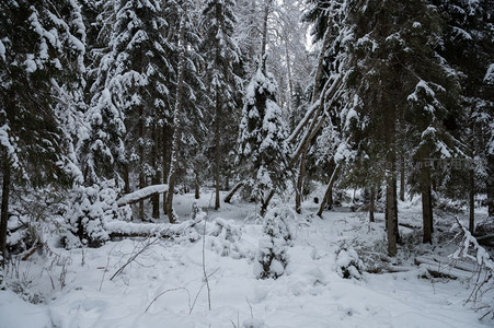 雪后森林深处的幽径