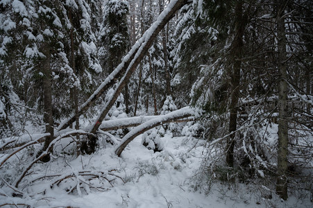 倒伏雪松横卧林间