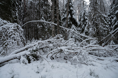 雪林中交错的枯枝堆