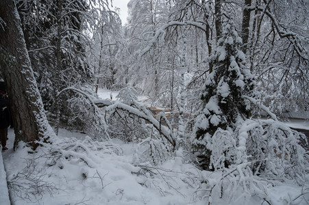 银装素裹森林溪流冬韵悠长