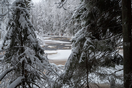 雪中松林夹道游人踏雪行