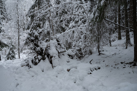 雪压枝头林间小径无人迹