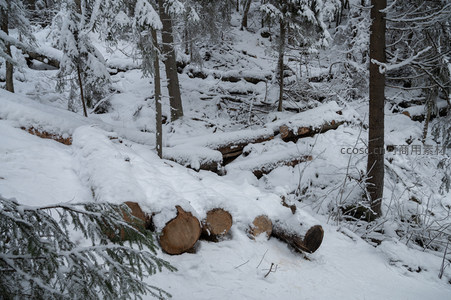 雪覆林间倒木，静谧冬日景象
