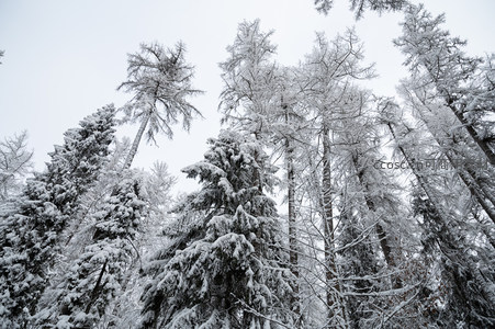 仰望雪覆树冠直指苍穹