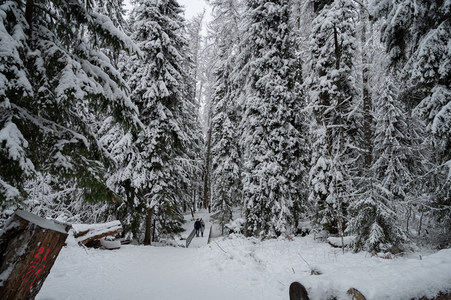 雪覆松林小径，行人漫步其中