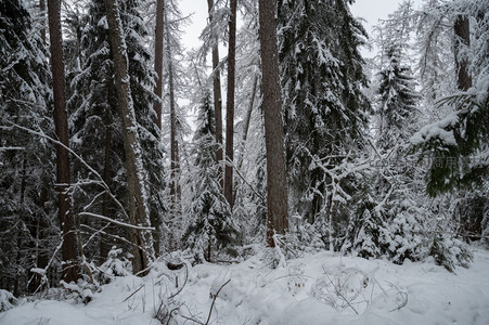 雪中森林秘境，树木披银装