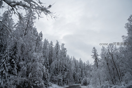 雪覆森林静谧小径