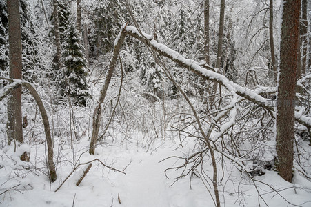 雪中枯枝交错林野幽深