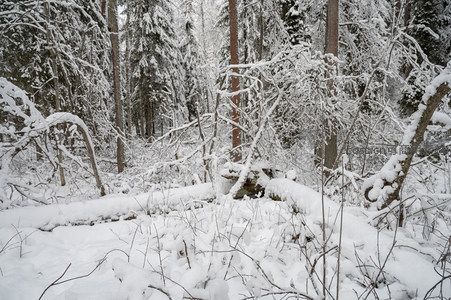 雪压枝头林间静谧如画