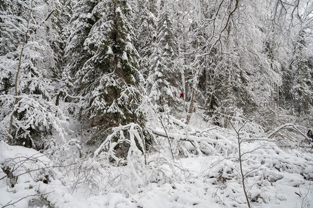 雪林深处偶现行人足迹