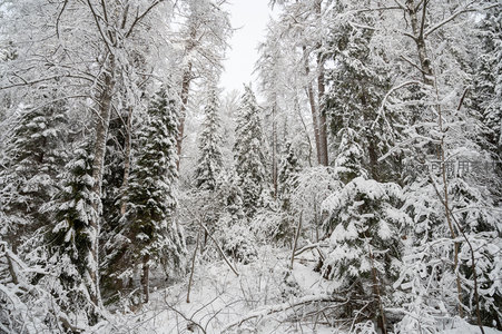 雪覆森林静谧如画