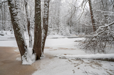 雪径旁树影婆娑