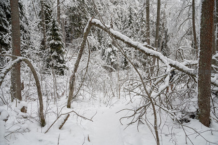 雪林深处枯枝交错