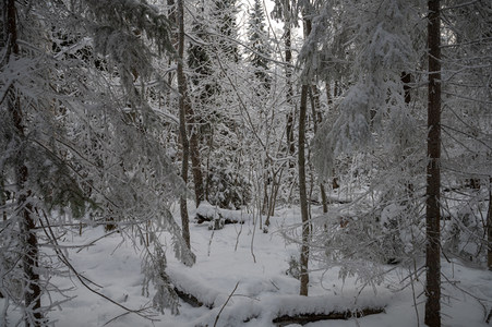雪覆森林静谧深邃