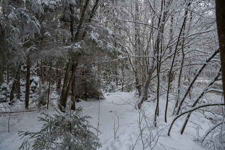 雪径通幽林深人寂