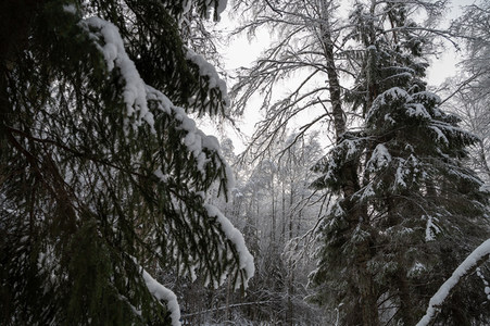 雪压松枝仰望苍穹林深处