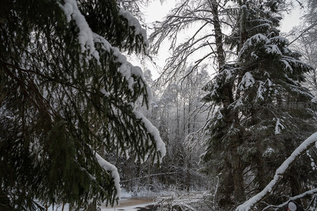 雪林深处溪水微澜映树影