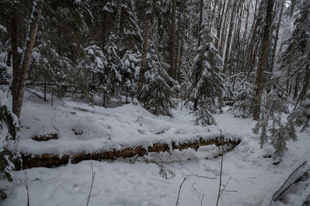 倒木横卧雪林深处幽静秘境