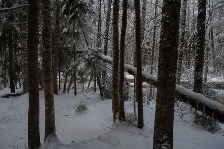 雪林密径树影斑驳幽深如画