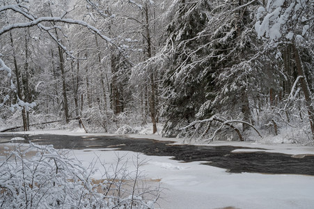 雪覆密林，溪流蜿蜒