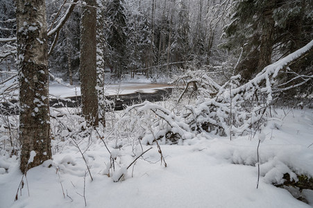 雪覆森林溪流静谧冬日景致